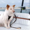 Sangle d’attache chien de sécurité « Zip Line » Tyrolienne – Kurgo