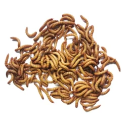 Vers de farine déshydratés 100g - Invers