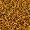 Vers de farine séchés poule et oiseaux Menu Nature 700g - Versele Laga
